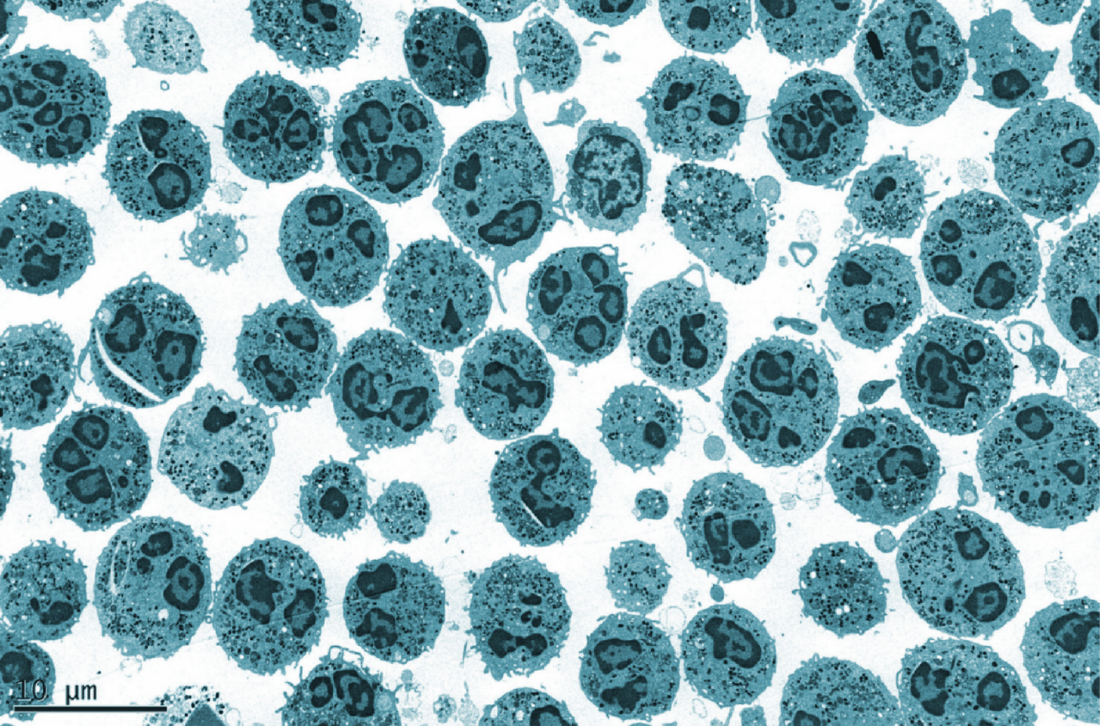 clip_cell_image7.png