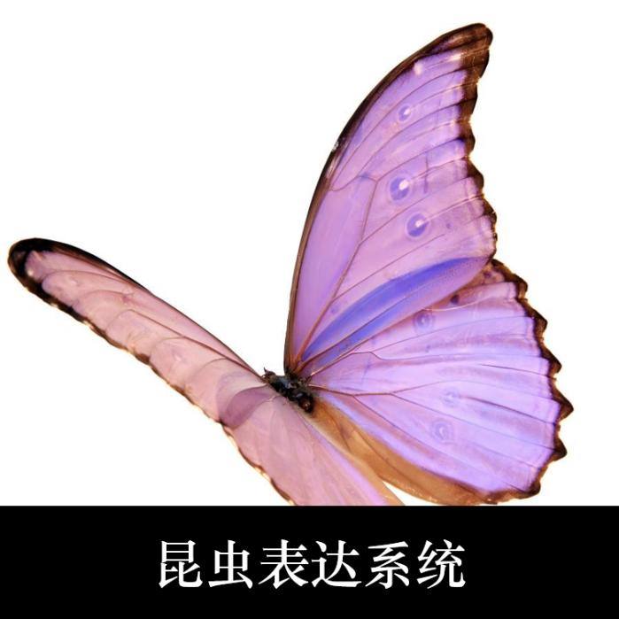 昆虫表达系统