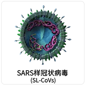 SARS样冠状病毒 (SL-CoVs)
