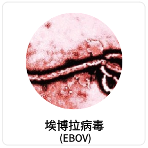 埃博拉病毒 (EBOV)