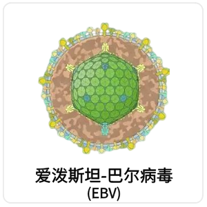 爱泼斯坦-巴尔病毒(EBV)