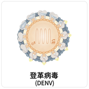 登革病毒 (DENV)