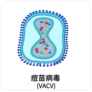 痘苗病毒 (VACV)