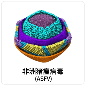 非洲猪瘟病毒 (ASFV)