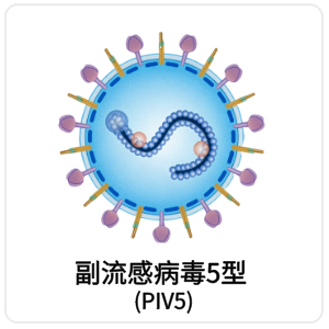 副流感病毒5型 (PIV5)
