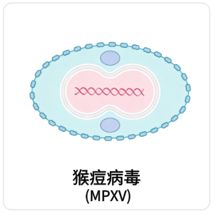 猴痘病毒 (MPXV)