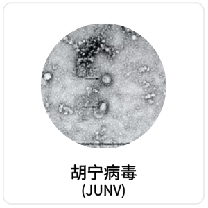 胡宁病毒(JUNV)