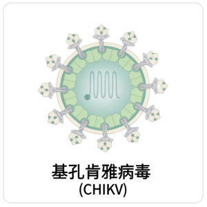 基孔肯雅病毒 (CHIKV)
