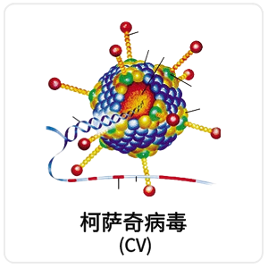 柯萨奇病毒 (CV)