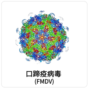 口蹄疫病毒 (FMDV)