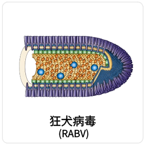 狂犬病毒 (RABV)