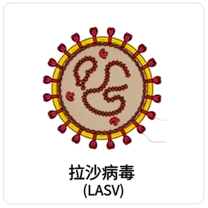 拉沙病毒 (LASV)