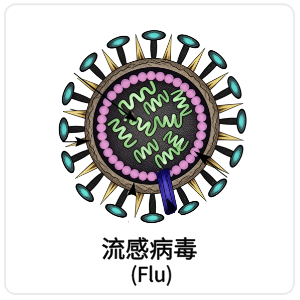 流感病毒 (Flu)