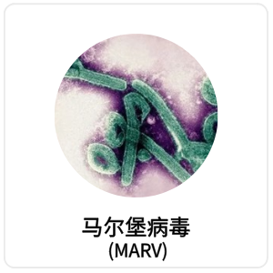 马尔堡病毒 (MARV)