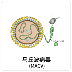 马丘波病毒 (MACV)