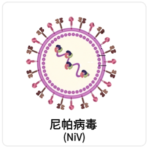 尼帕病毒 (NiV)