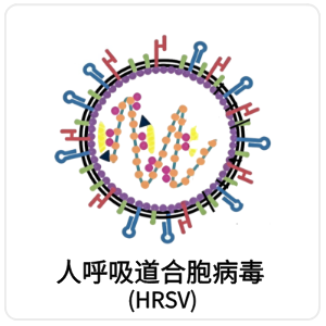 人呼吸道合胞病毒 (HRSV)