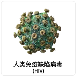人类免疫缺陷病毒 (HIV)