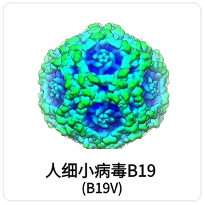 人细小病毒B19 (B19V)