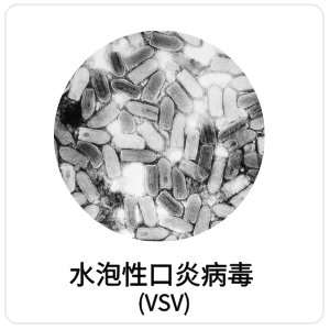 水泡性口炎病毒 (VSV)