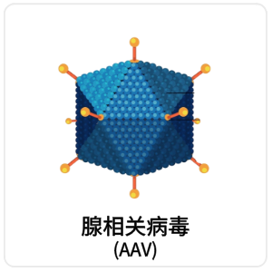 腺相关病毒 (AAV)