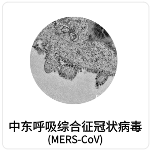 中东呼吸综合征冠状病毒 (MERS-CoV)