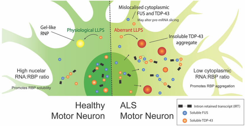 ALS核心蛋白 ALS核心蛋白
