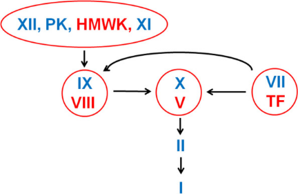 凝血系统
