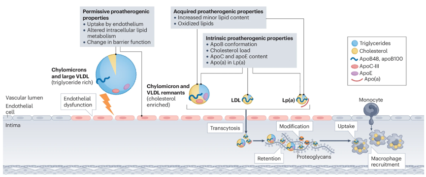 Lipoprotein专题.png