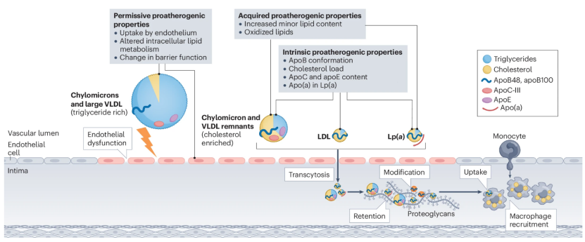 Lipoproteins