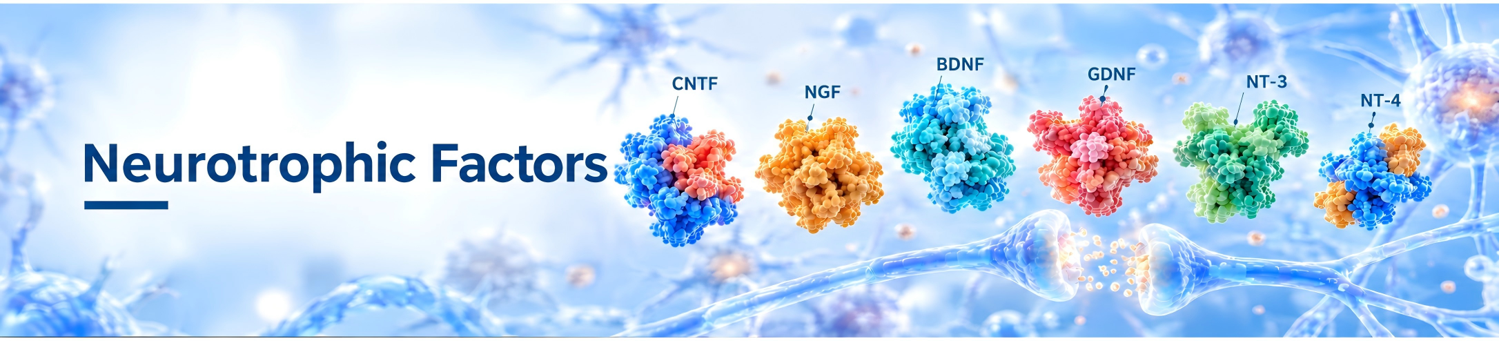 neurotrophin family