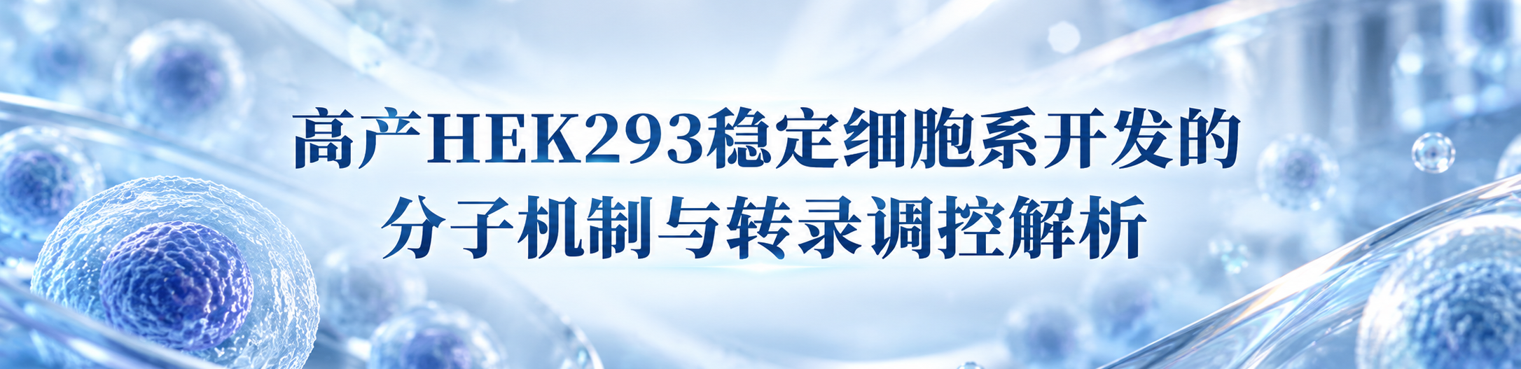 高产HEK293稳定细胞系开发的分子机制与转录调控解析