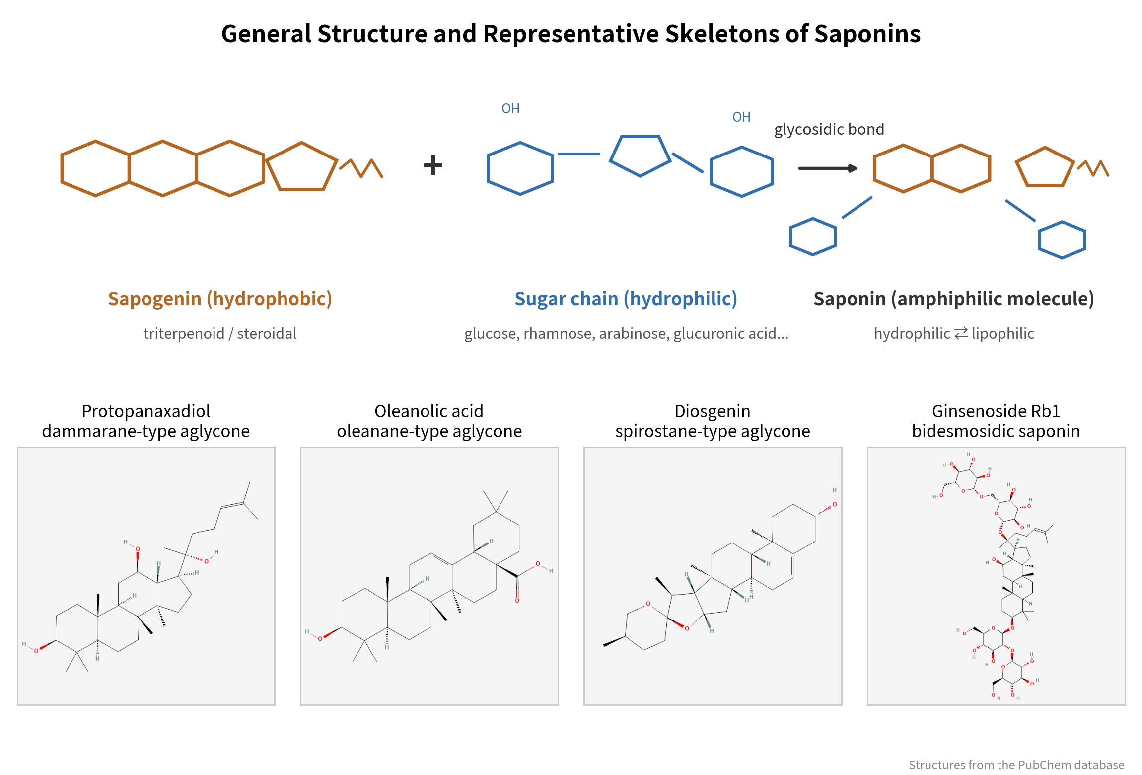General structure and representative skeletons of saponins