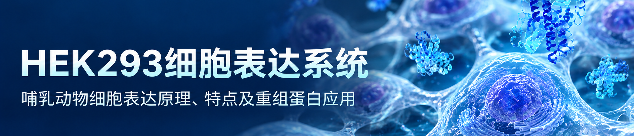 HEK293细胞表达系统